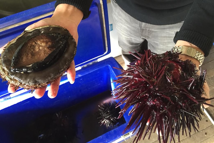 A man holds an abalone and a sea urchin.