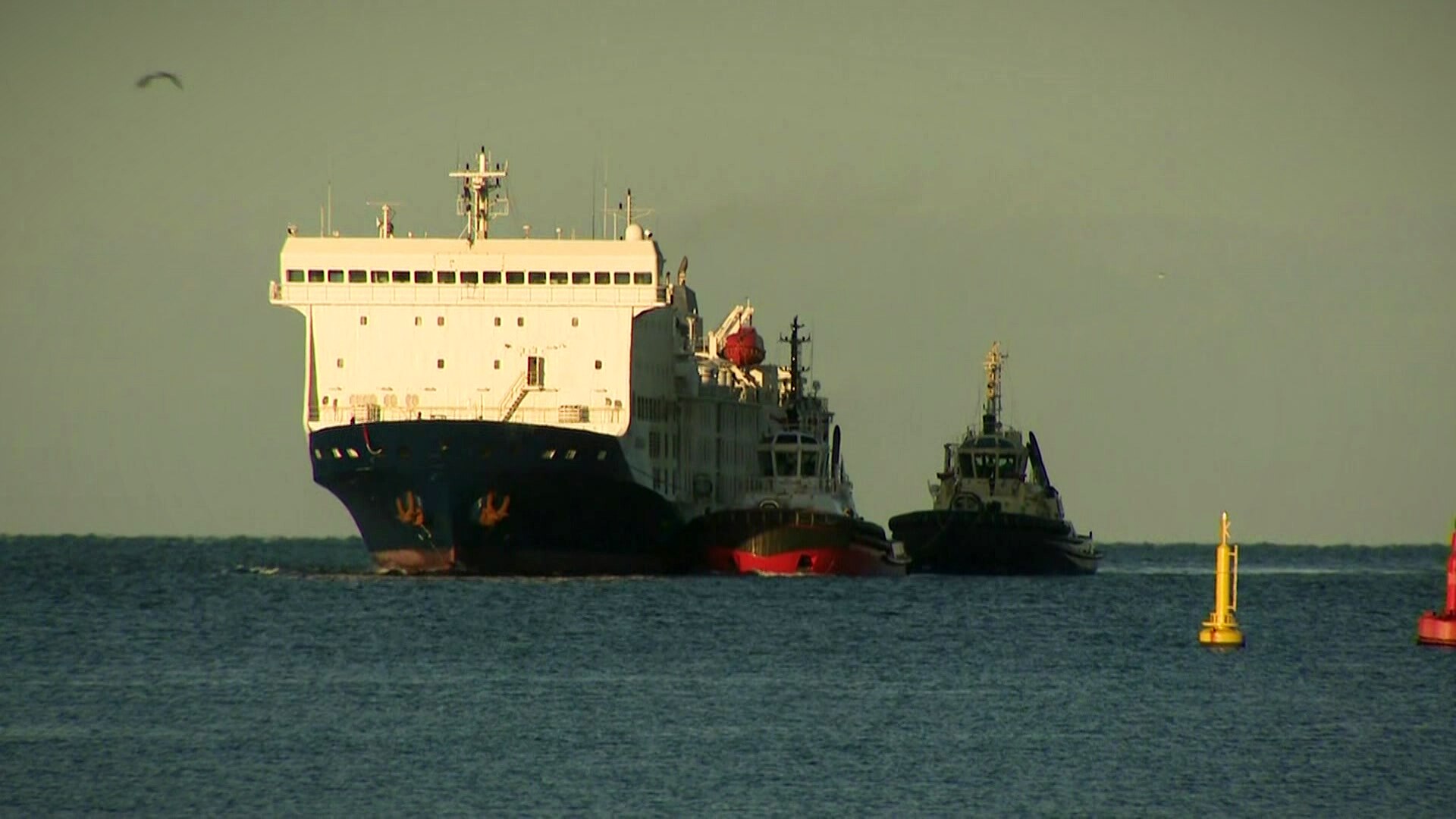 A livestock vessel docked off the coast