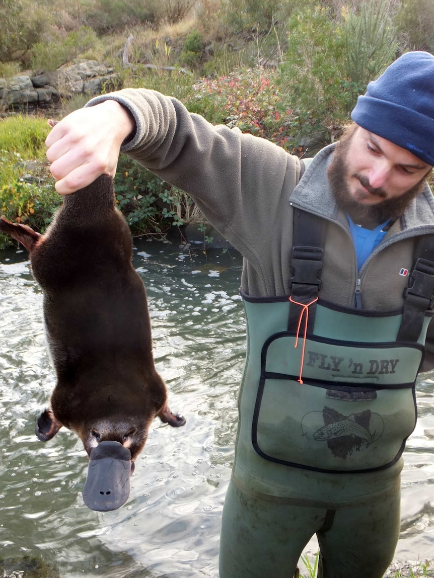 Tom Kelly holds a 2.7kg platypus in front of Jackson's Creek in Sunbury