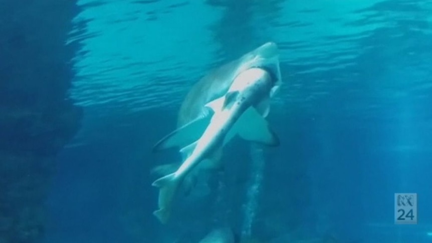 Video of the aftermath shows the larger shark swimming with a tail protruding from its mouth.