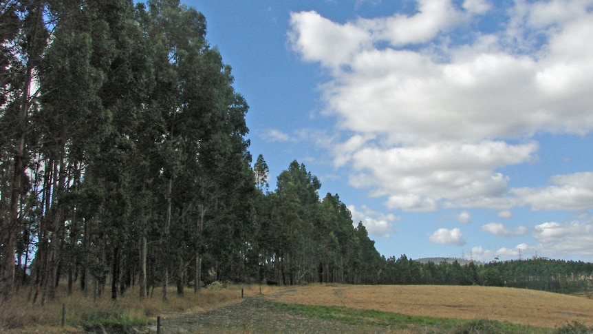 Forestry Tasmania facing a second review.