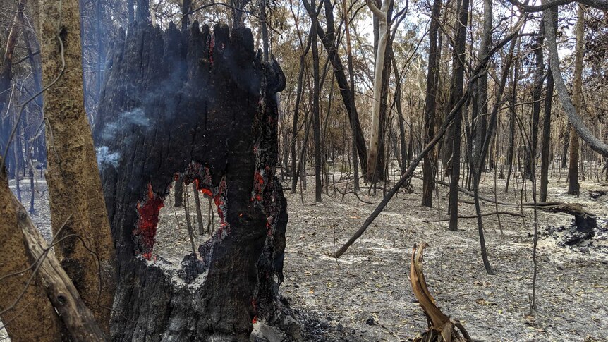 Burnt out scrub and trees at a property. Smoke rises from a tree stump.