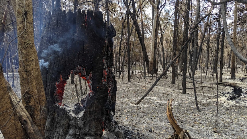 Burnt out scrub and trees at a property. Smoke rises from a tree stump.