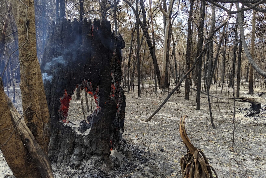 Burnt out scrub and trees at a property. Smoke rises from a tree stump.