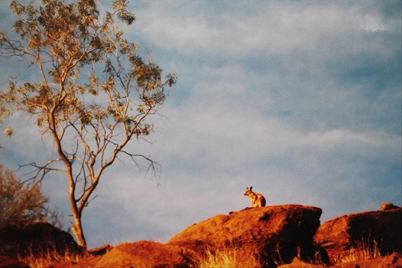 A theory about roo poo and buffel grass - ABC News