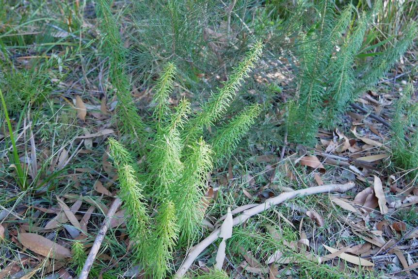 small green plant growing in bushland
