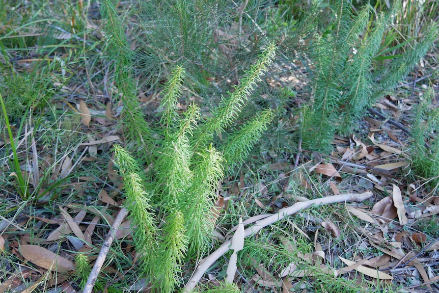 pequeña planta verde que crece en matorrales