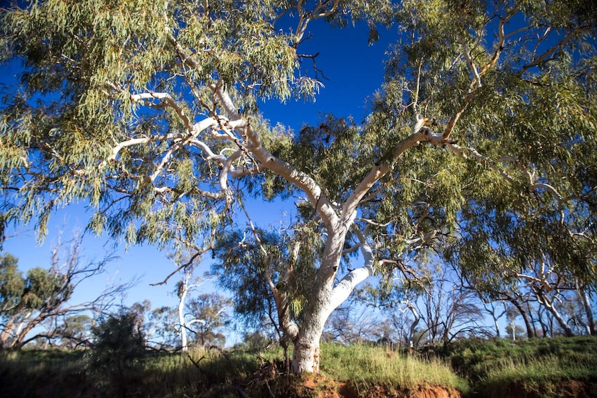 A plantation of eucalypts