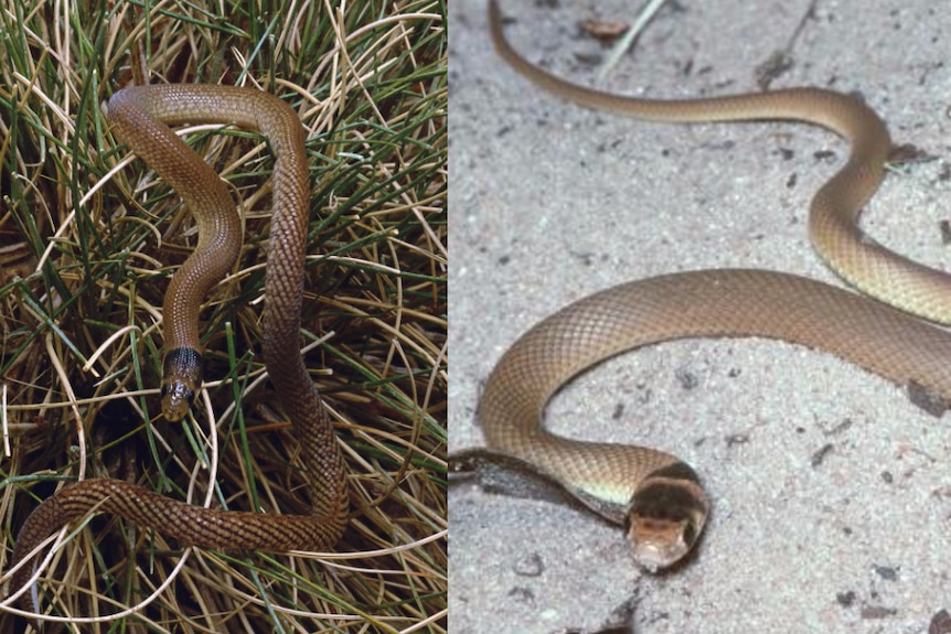 Composite of legless lizard and eastern brown snake