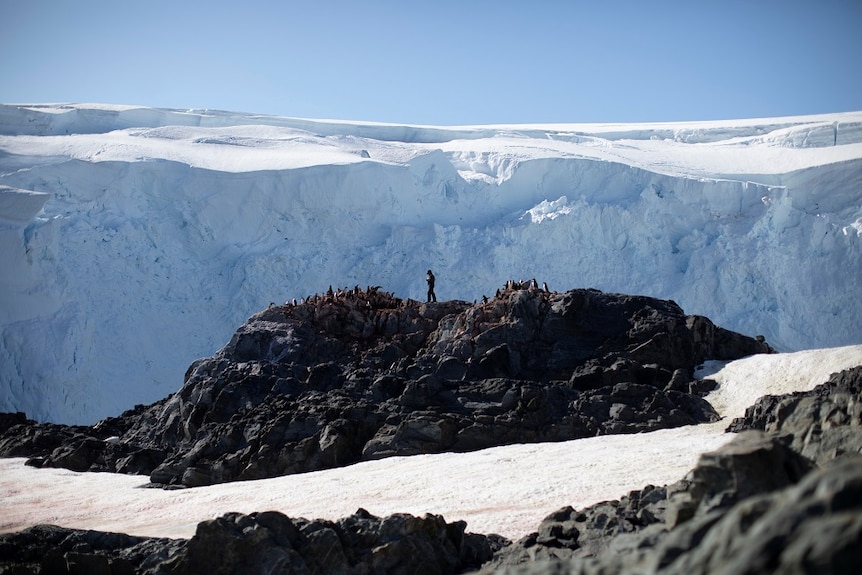 A number of penguins standing on a mountain with a man