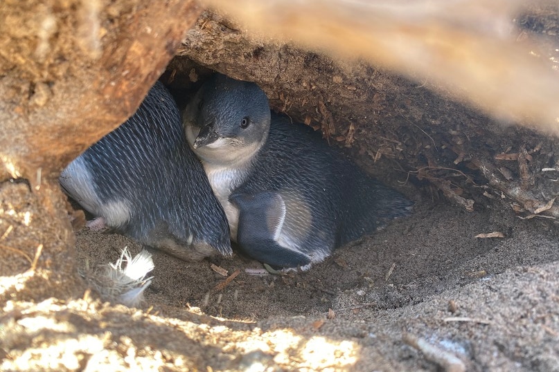 Two little penguins huddling in their den
