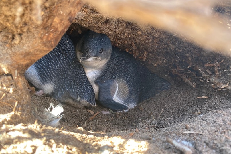 Deux petits pingouins blottis dans leur tanière