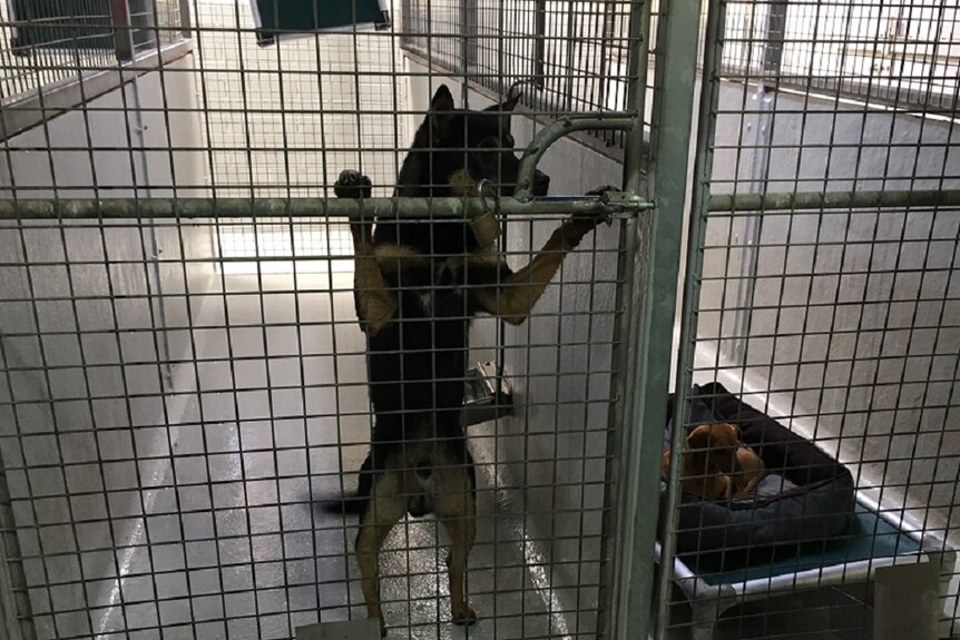 Dog jumping on gate at pound