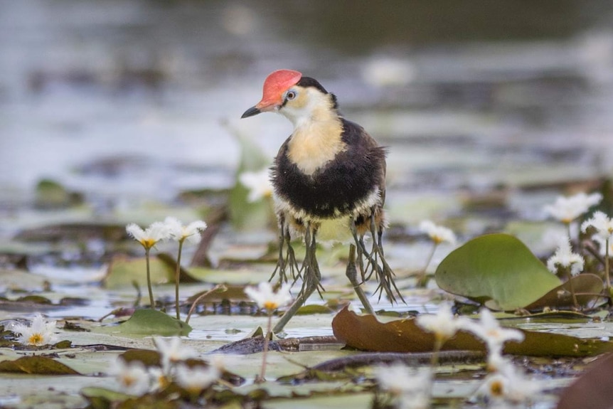 Male jacana carrying chicks under his wings