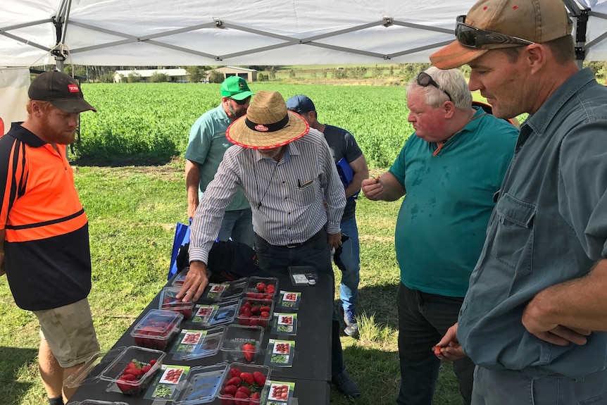 Strawberry growers standing over a table of strawberry varieties, taste testing them.
