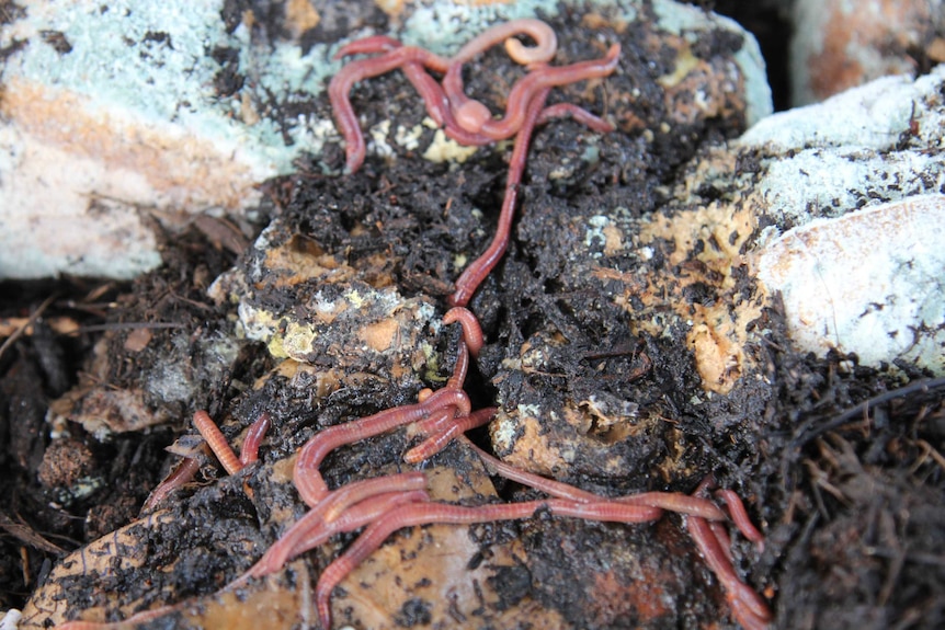 Worms in a compost bin