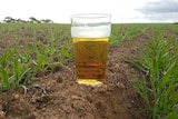 A beer sits in a field of barley in Western Australia.