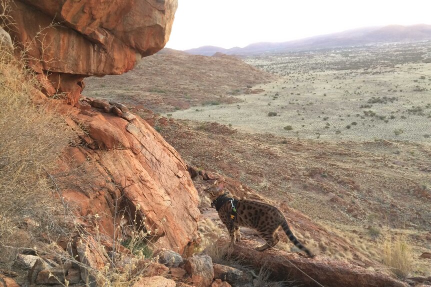 A cat with dark brown spots prepares to jump onto another rock on a very high mountain overlooking a valley.