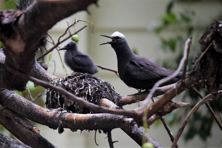 Black noddy and chick sitting on a branch together, adult bird has its beak open.