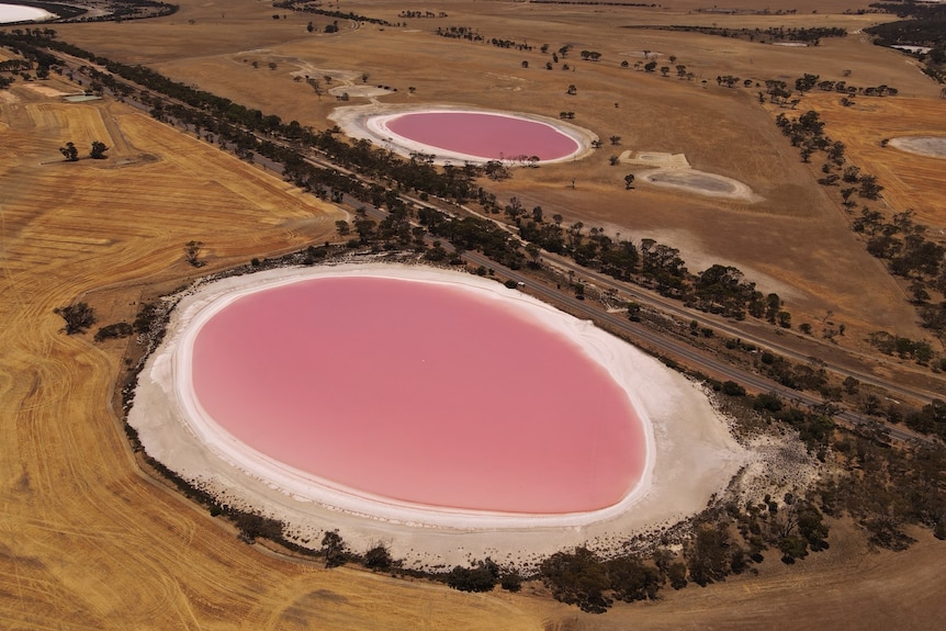 Aerial shot of two salt lakes with bright pink water in the wheatbelt next to harvested paddocks