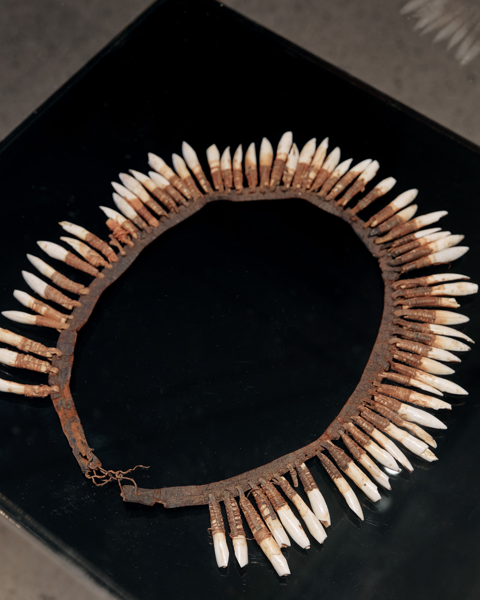 A kangaroo teeth necklace laid out for view in a gallery space