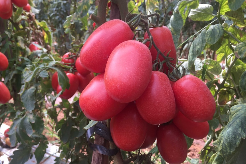 Close up shot of red tomatoes from Carnarvon