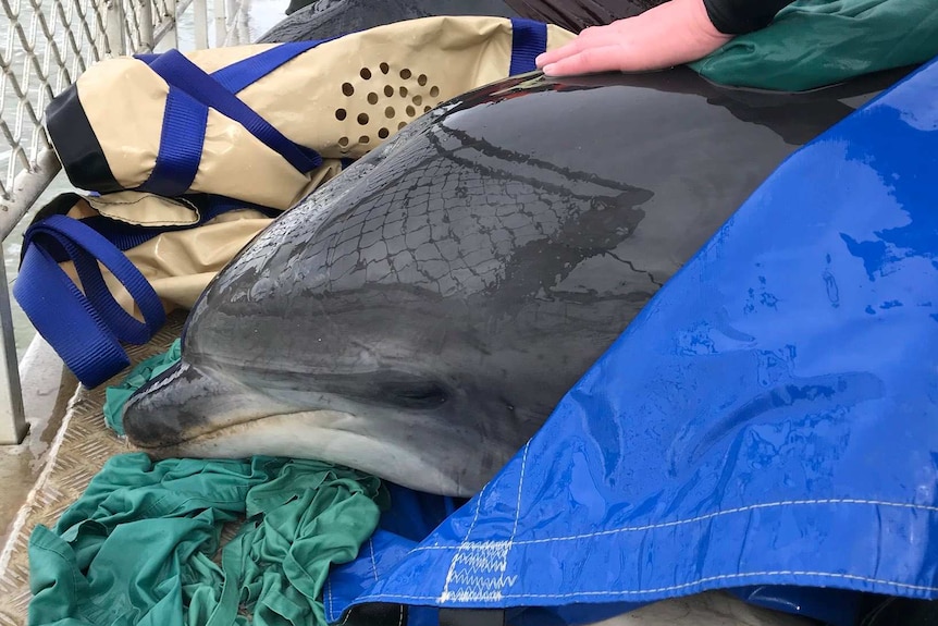 Dolphins released being ferried to deep water off Roches Beach