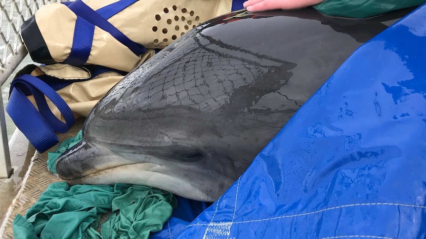 Dolphins released being ferried to deep water off Roches Beach