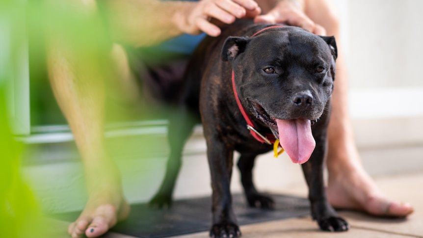 Banjo the dog stands with his tongue out while being patted by his owner.