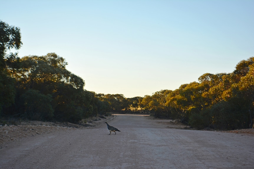 Mallee Fowl at Sunset