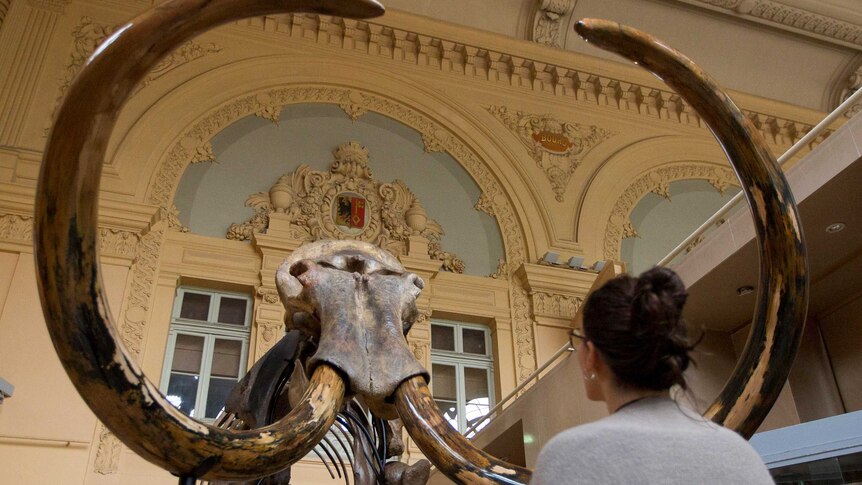 A visitor looks at a complete mammoth skeleton.