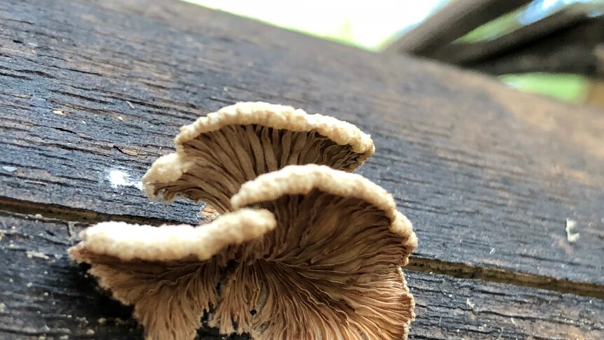 A close up of beige fungi.