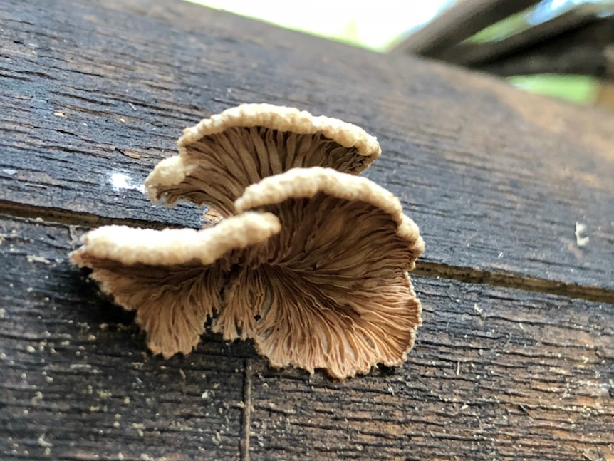 A close up of beige fungi.
