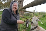 Woman feeds goat.