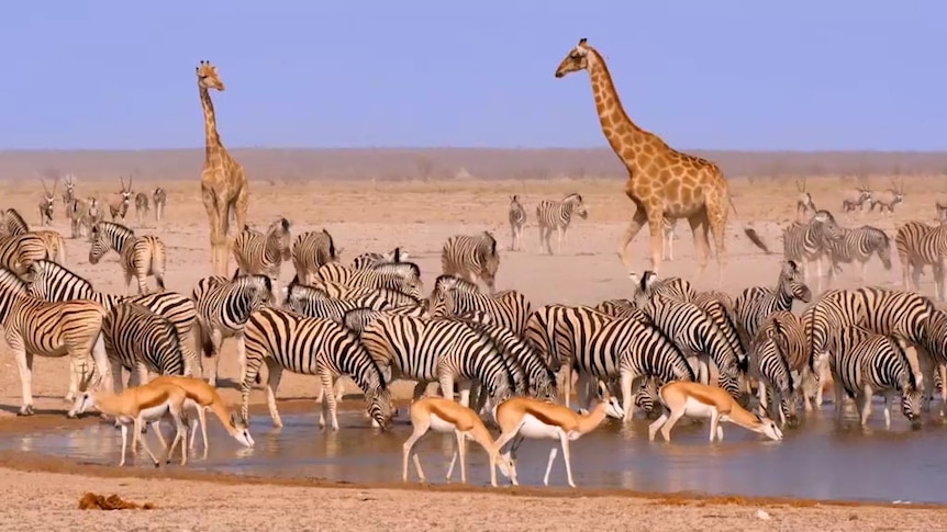 Various African animals gathering at a watering hole