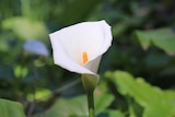 Close up shot of arum lily