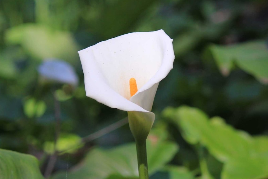 Close up shot of arum lily