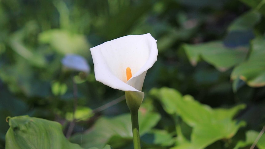 Close up shot of arum lily