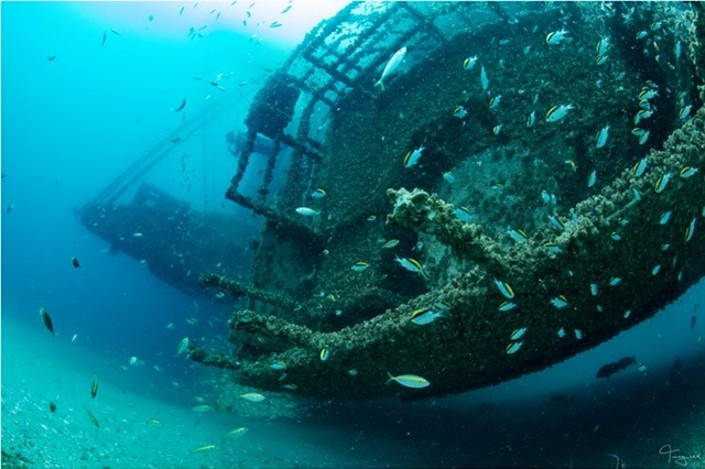 An underwater shot of a shipwreck with a school of blue, yellow and black fish swimming around it.