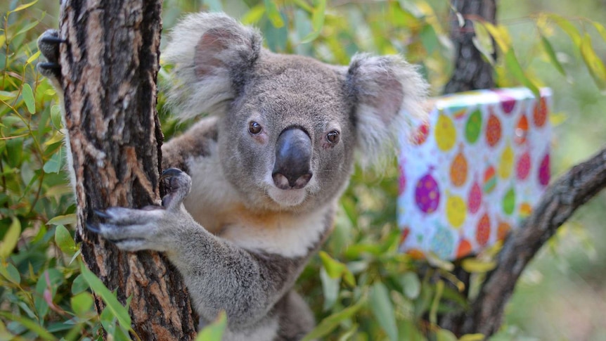 Koala sitting in a gum tree with a wrapped birthday present in the background.