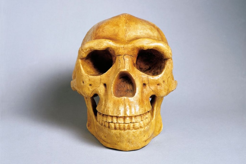 Peking Man (Homo erectus) skull and jaw reconstruction