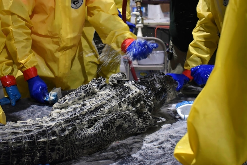 An alligator being washed. 