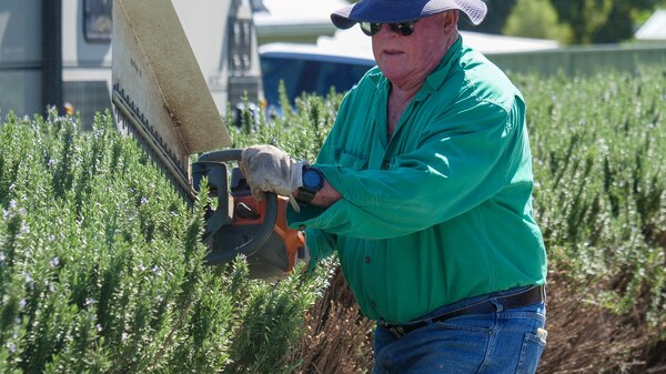 A photo of a man harvesting rosemary with a chainsaw.
