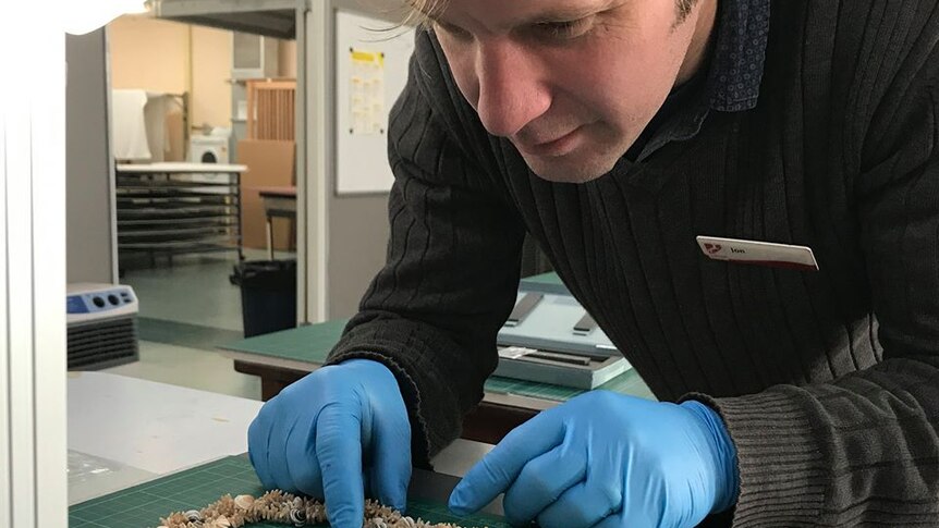 QVMAG history curator Jon Addison lays out an Aboriginal shell necklace in preparation for purpose-built mounts to be constructed for The First Tasmanians: Our Story exhibition