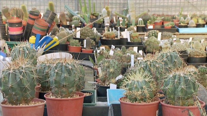 Citrus Care - Gardening Australia