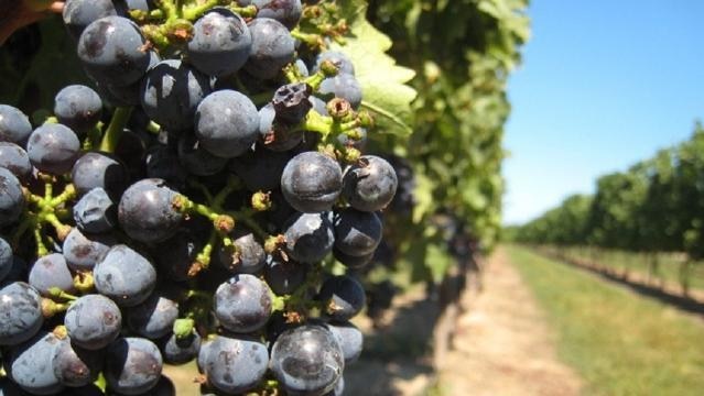How rising temperatures are altering Napa's wine-growing season - ABC News