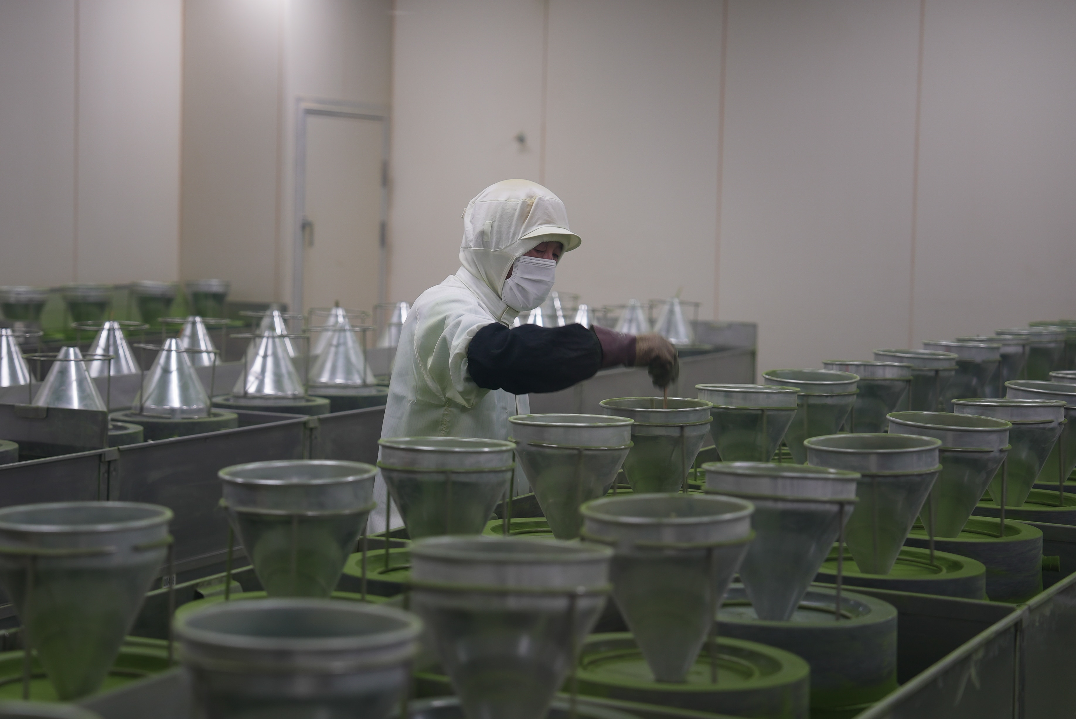 Um cientista japonês de jaleco branco e máscara protetora observa uma mistura de chá verde.