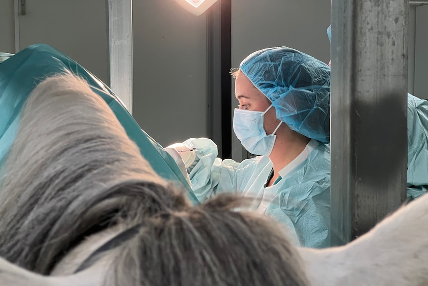 A woman in scrubs stitches up the side of a horse in an operating theatre.