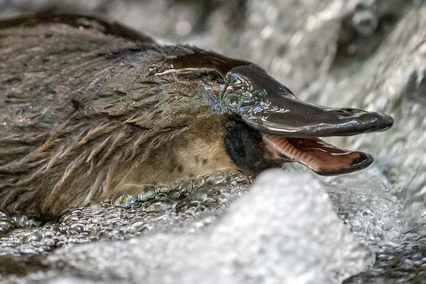 A platypus with an open mouth in running water.