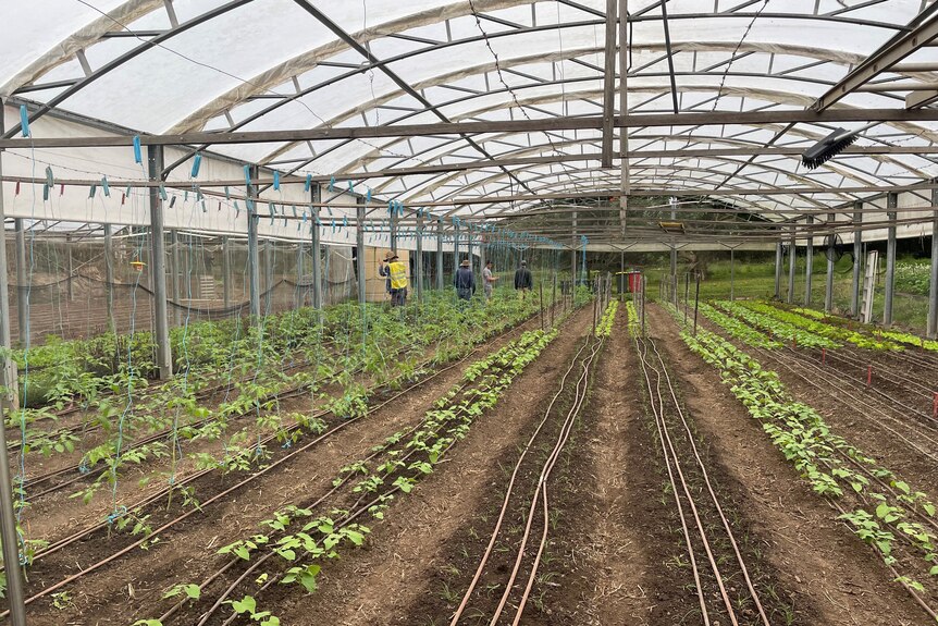 Photo of seeding greenhouse.